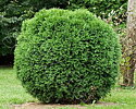 Thuja occidentalis smaragd Thuja occidentalis smaragd