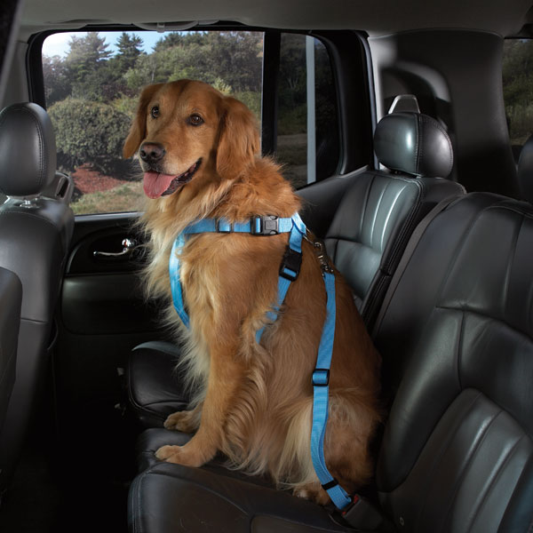 Petster.no - Petsters Cruising Companion Car Harnesses - Blue Petster.no - Petsters Cruising Companion Car Harnesses - Blue