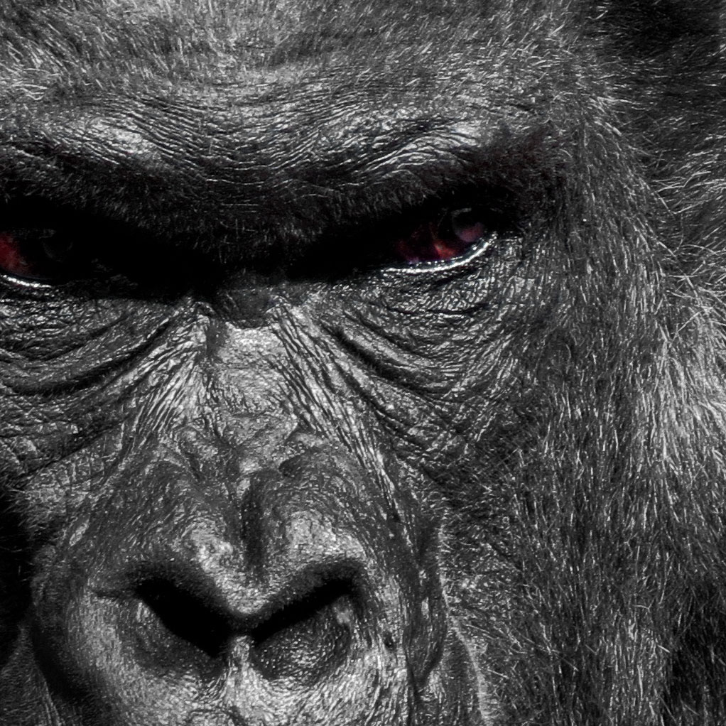 Angry Gorilla with Red Eyes - Black and White Poster - SwedeArts